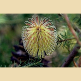 ELIXIR ROSE BANKSIA 2サイズ