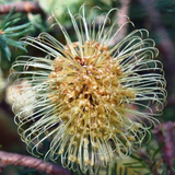 ELIXIR ROSE BANKSIA 2サイズ